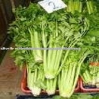 Celery Oleoresin 12%